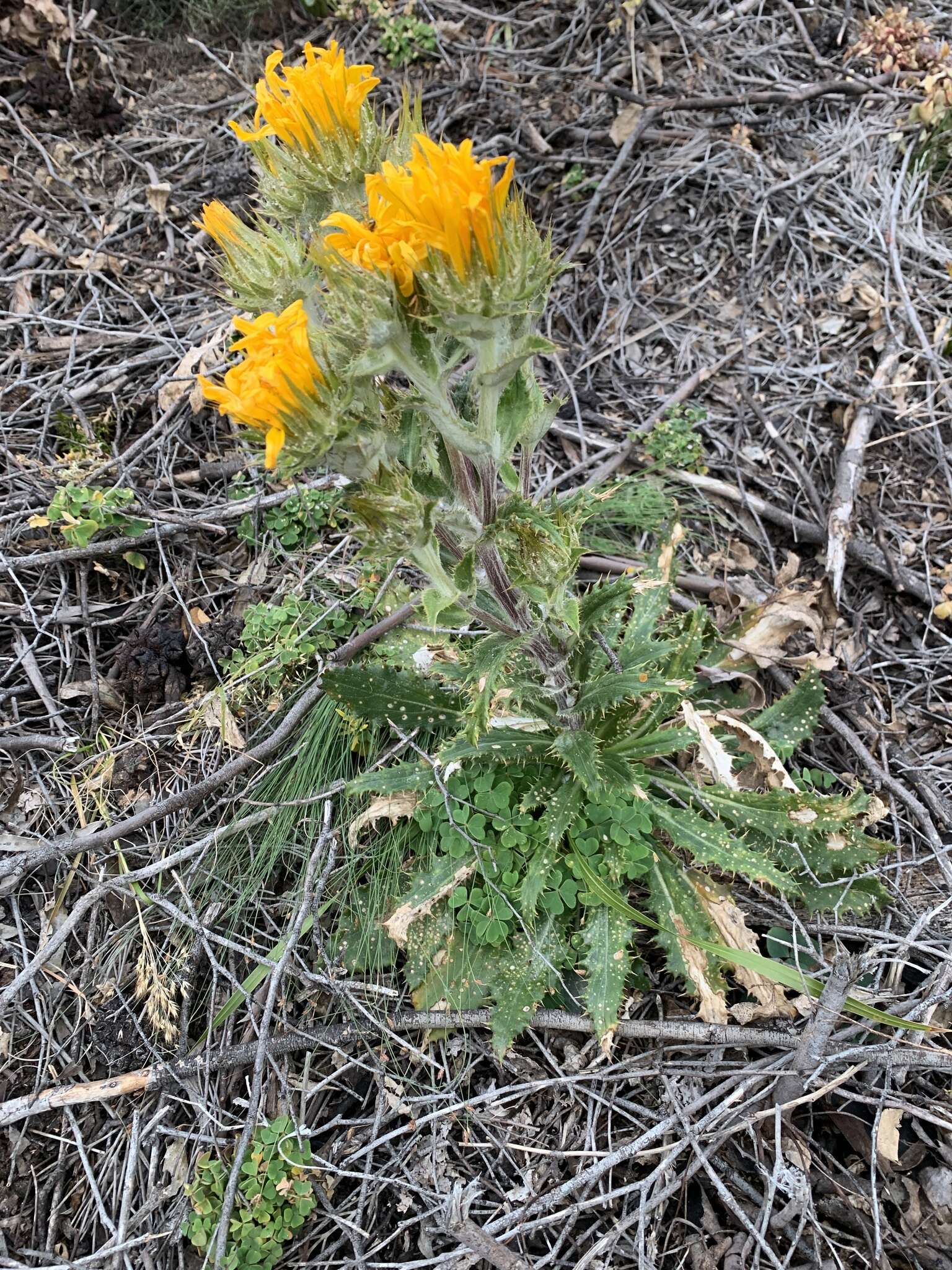 Image of Berkheya armata (Vahl) Druce