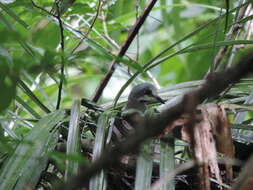 Image of Tuxtla Quail-Dove