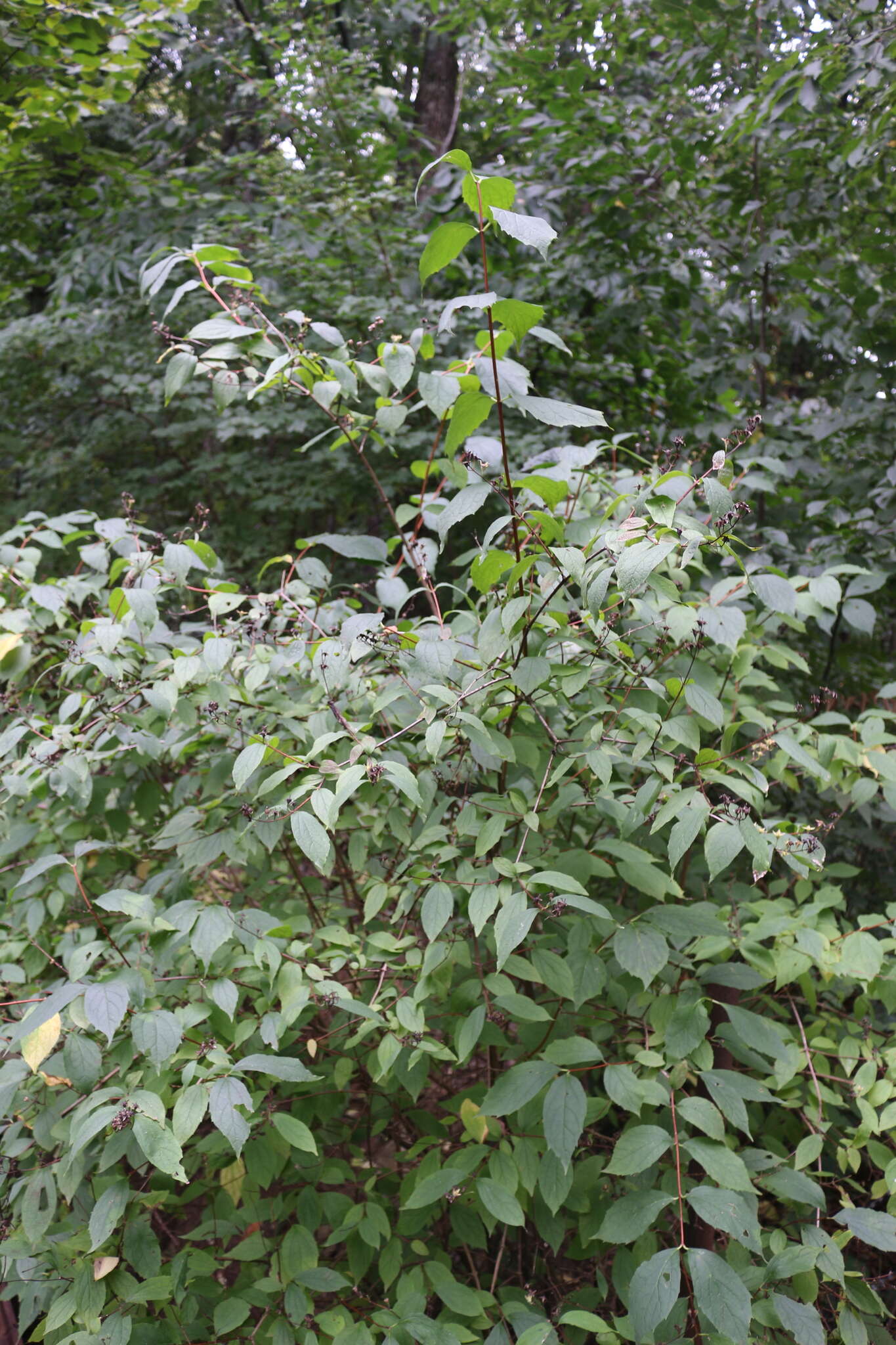 Image of golden mock orange