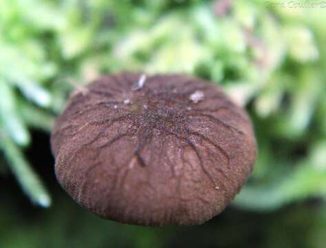 Image of Pluteus thomsonii (Berk. & Broome) Dennis 1948