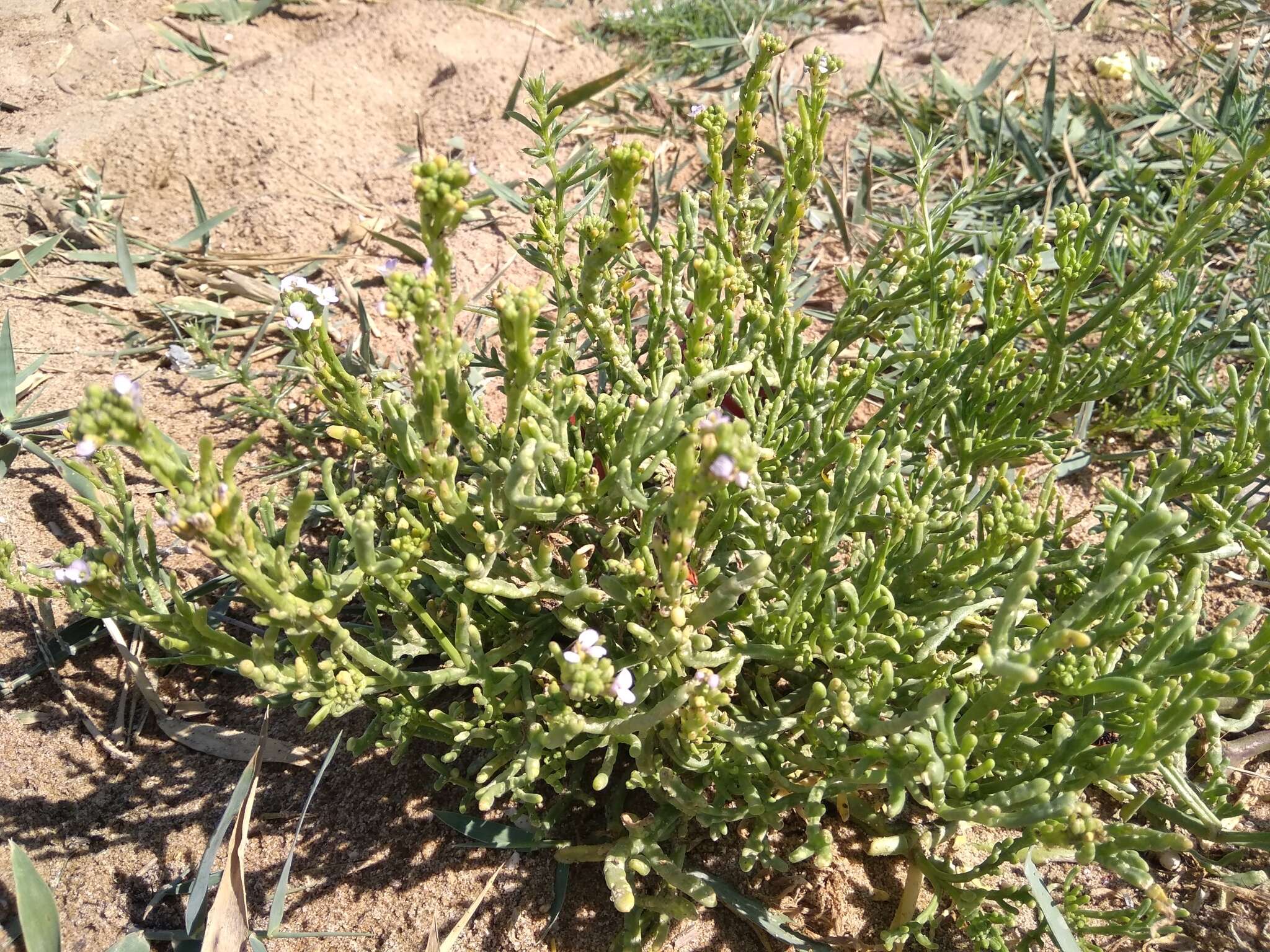 Image of Cakile maritima subsp. euxina (Pobed.) Nyár.