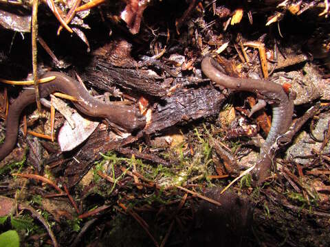 Image of Siskiyou Mountains salamander