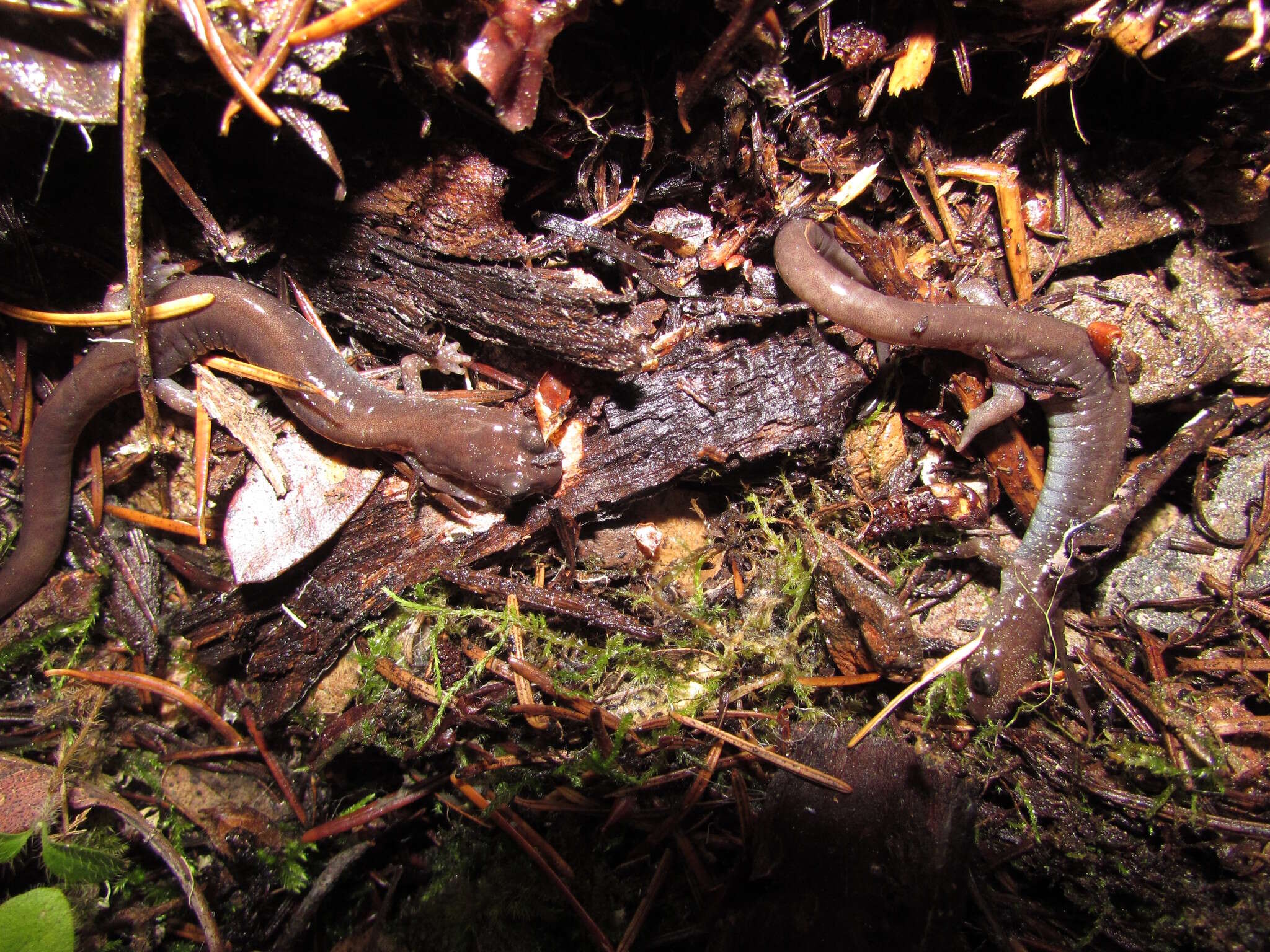 Image of Siskiyou Mountains salamander