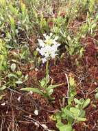 Image of white fringed orchid