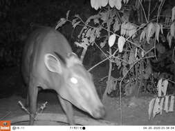 Image of yellow-backed duiker