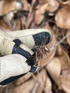 Image of Ophiocordyceps humbertii (C. P. Robin) G. H. Sung, J. M. Sung, Hywel-Jones & Spatafora 2007