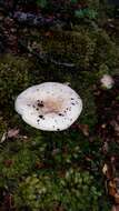 Image of Russula purpureotincta McNabb 1973