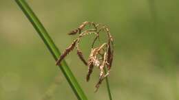 Imagem de Cyperus longus subsp. longus