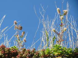 Image of Hare's-foot Clover