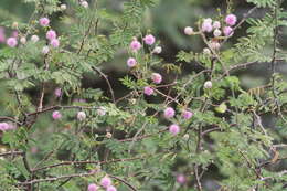 Mimosa asperata L. resmi