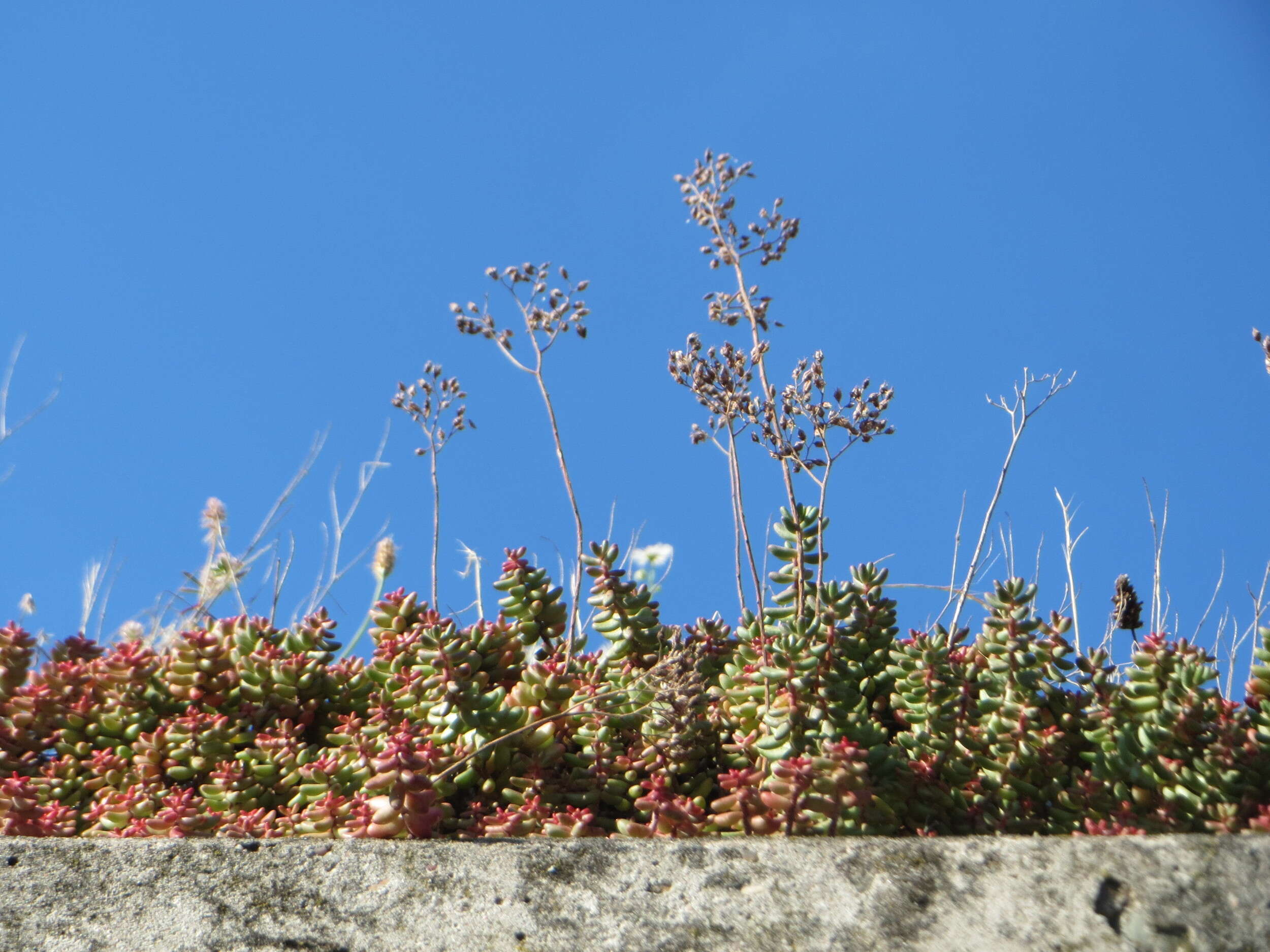 Image of White Stonecrop