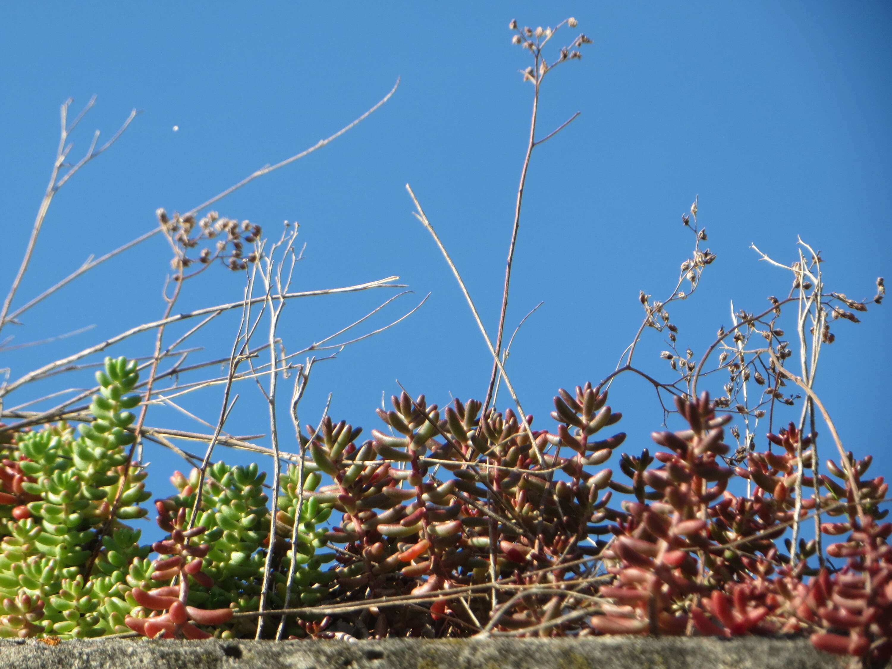 Image of White Stonecrop