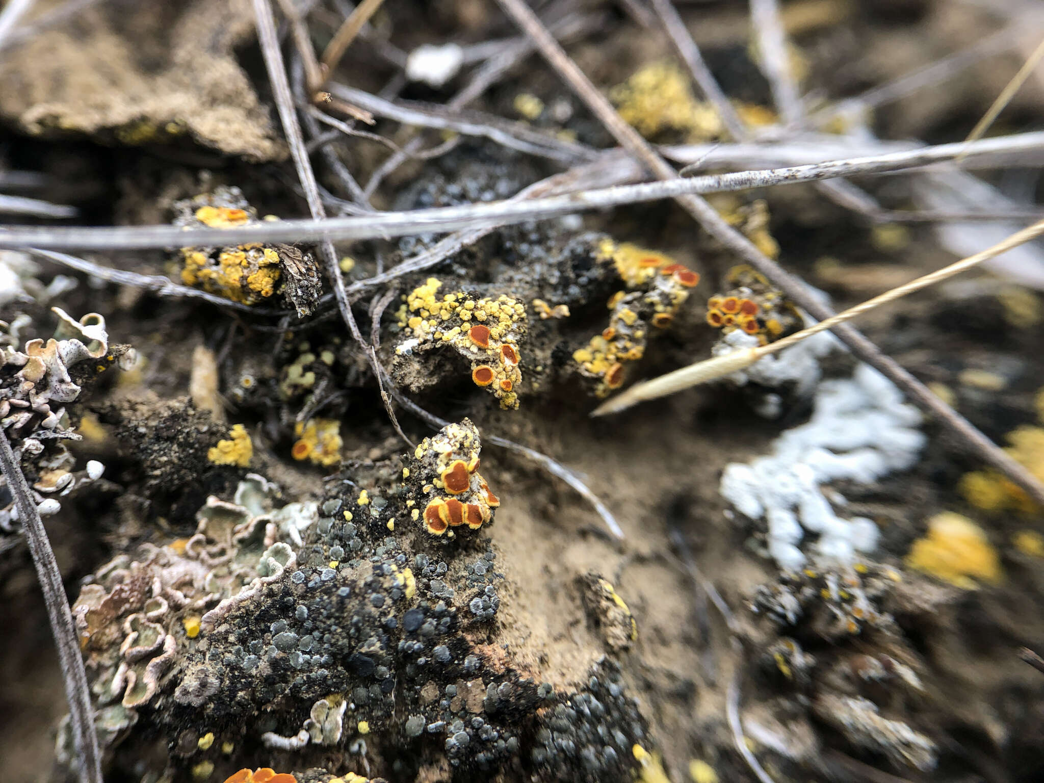 Image de Fulgensia bracteata (Hoffm.) Räsänen