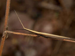 Plancia ëd Cannula gracilis (Burmeister & H. 1838)