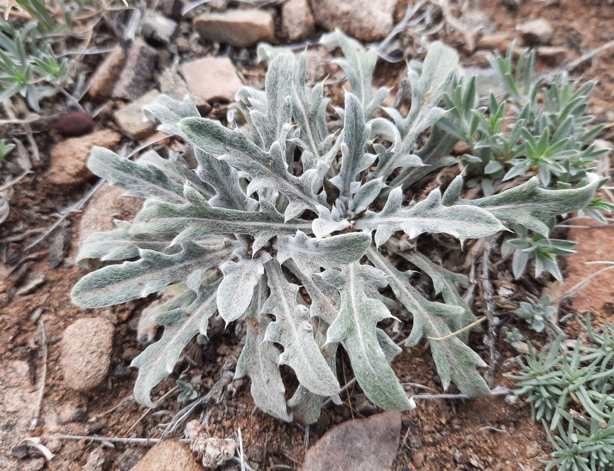 Image of Echinops humilis M. Bieb.