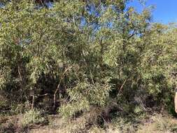 Image of Eucalyptus lateritica M. I. H. Brooker & S. D. Hopper