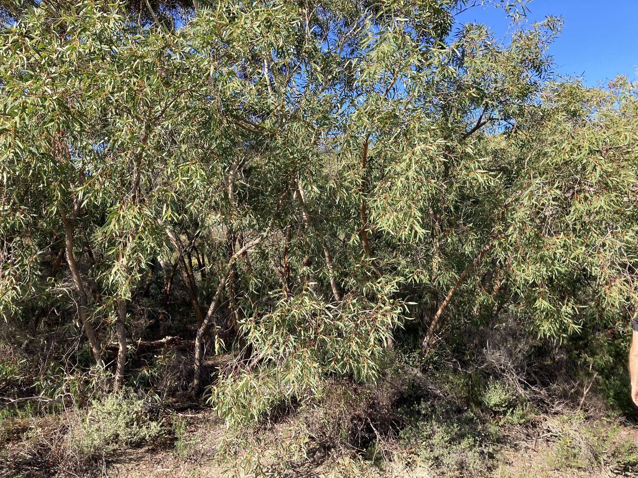 Image of Eucalyptus lateritica M. I. H. Brooker & S. D. Hopper