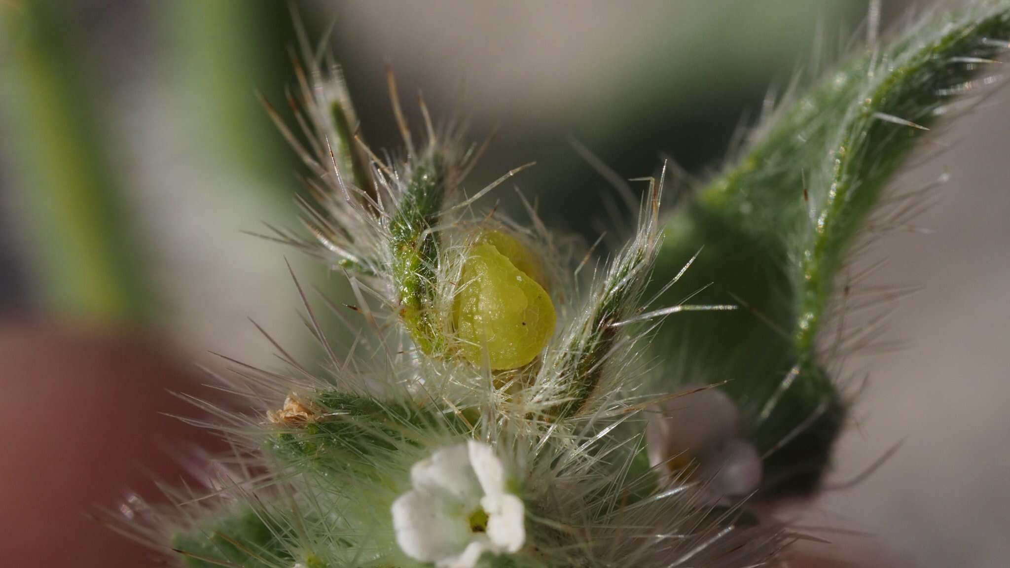 Simpsonanthus jonesii (A. Gray) Guilliams, Hasenstab & B. G. Baldwin的圖片