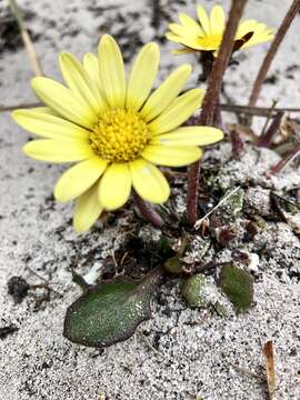 Image of Haplocarpha lanata (Thunb.) Less.