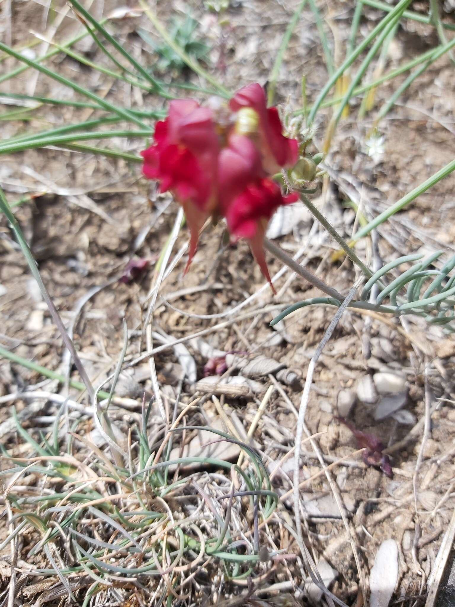 Image of roadside toadflax