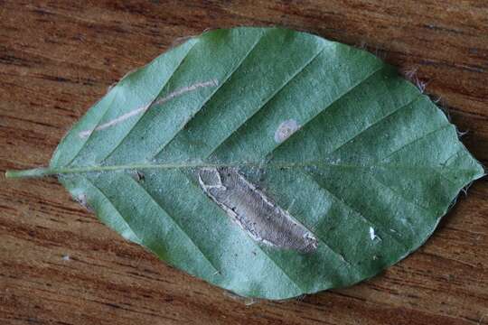 Image of Beech Midge