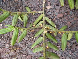 Image of Tridactyle anthomaniaca (Rchb. fil.) Summerh.