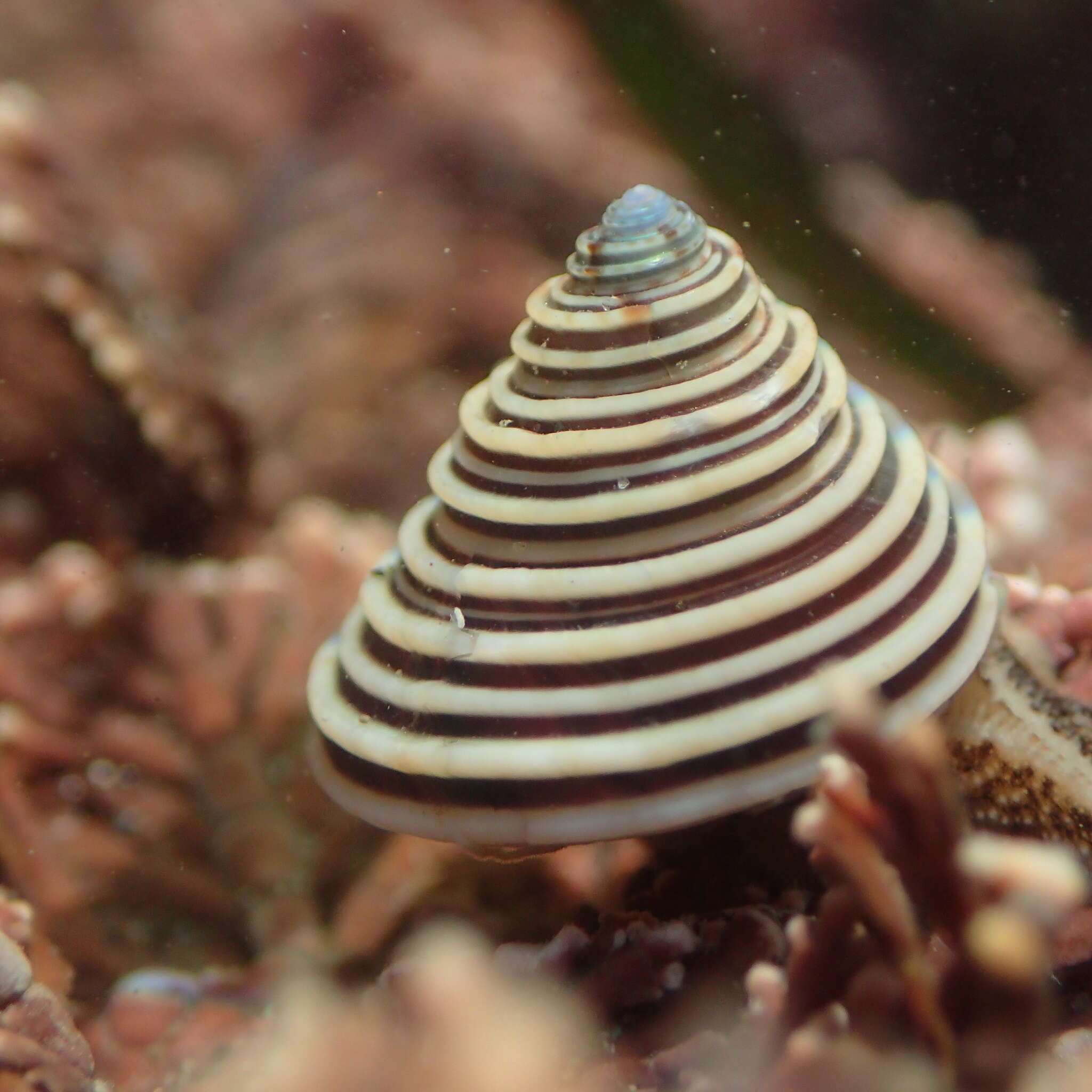 Image of Channeled Top Snail