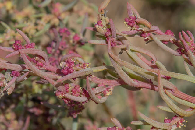 Image of Annual Seepweed