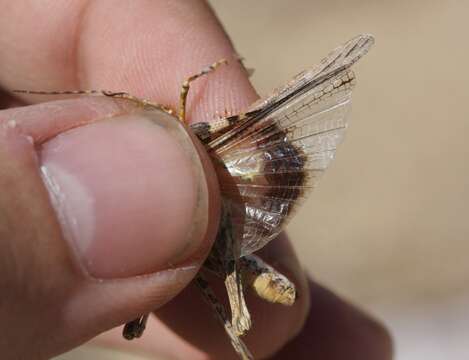 Imagem de Derotmema laticinctum Scudder & S. H. 1900