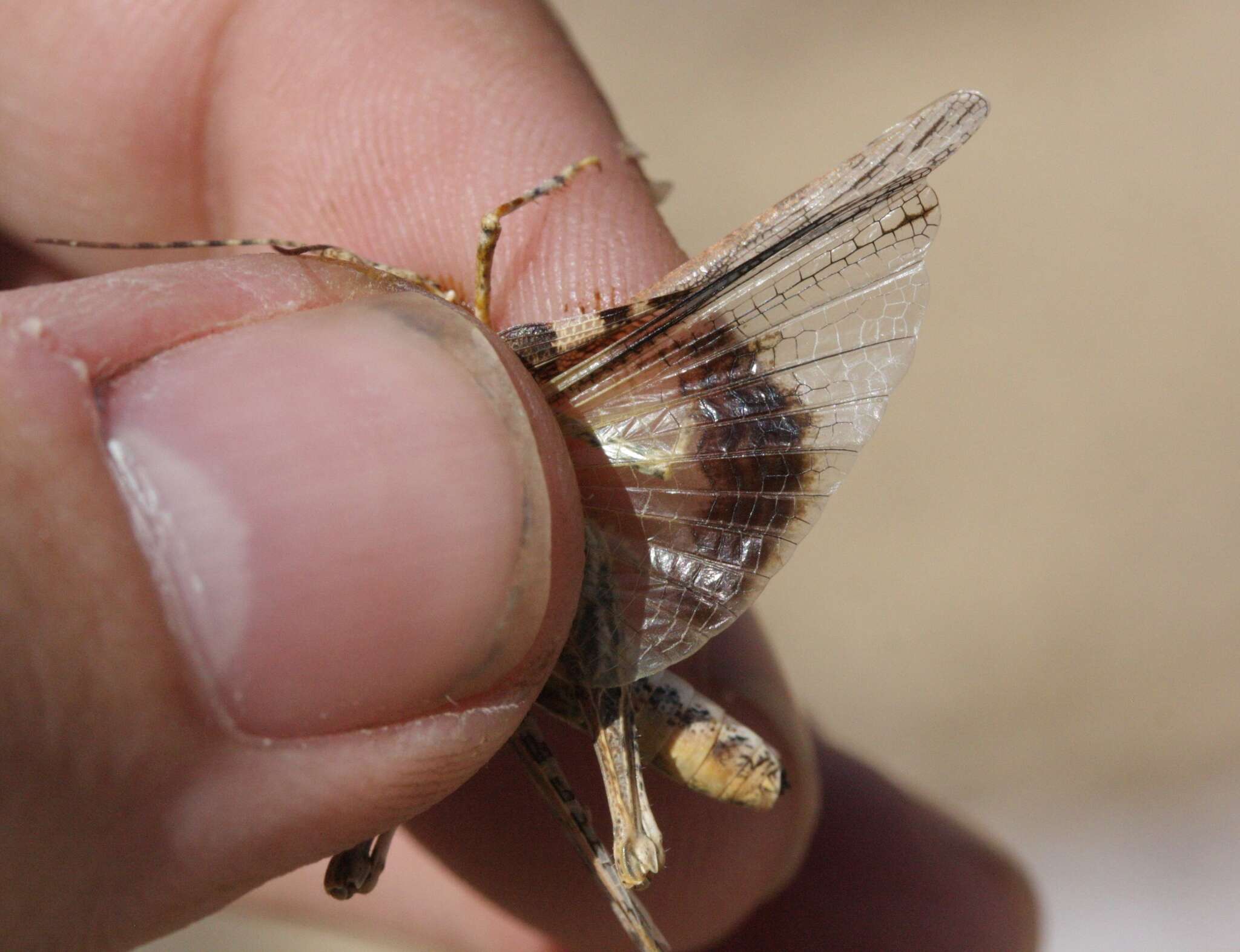 Derotmema laticinctum Scudder & S. H. 1900 resmi