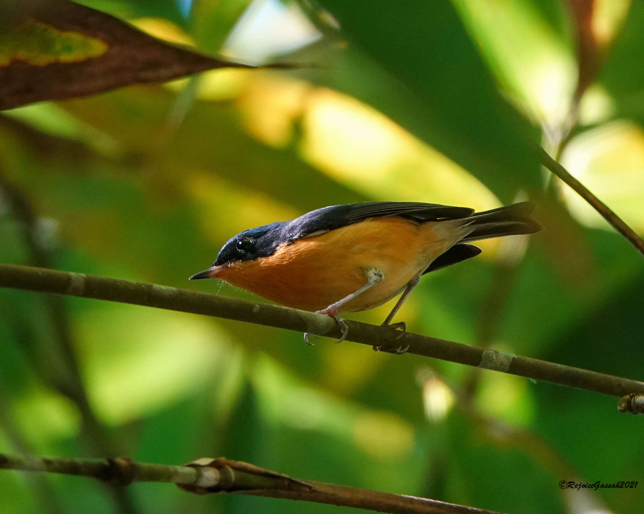 Image of Pygmy Flycatcher