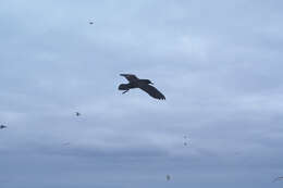 Image of Christmas Shearwater