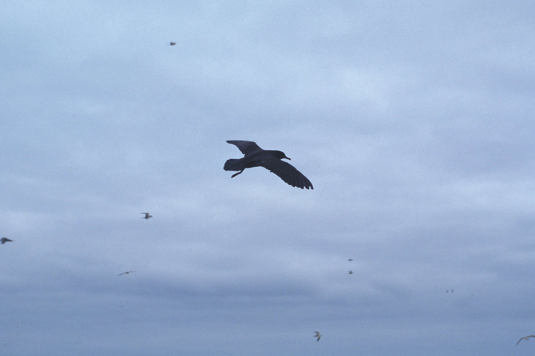 Image of Christmas Shearwater