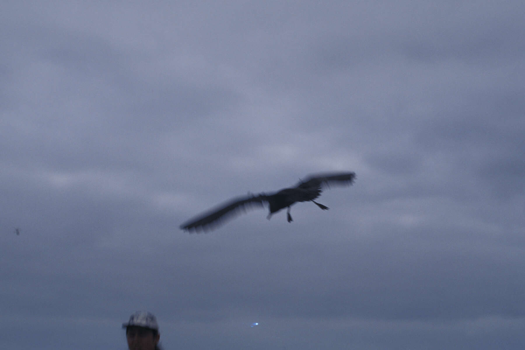 Image of Christmas Shearwater