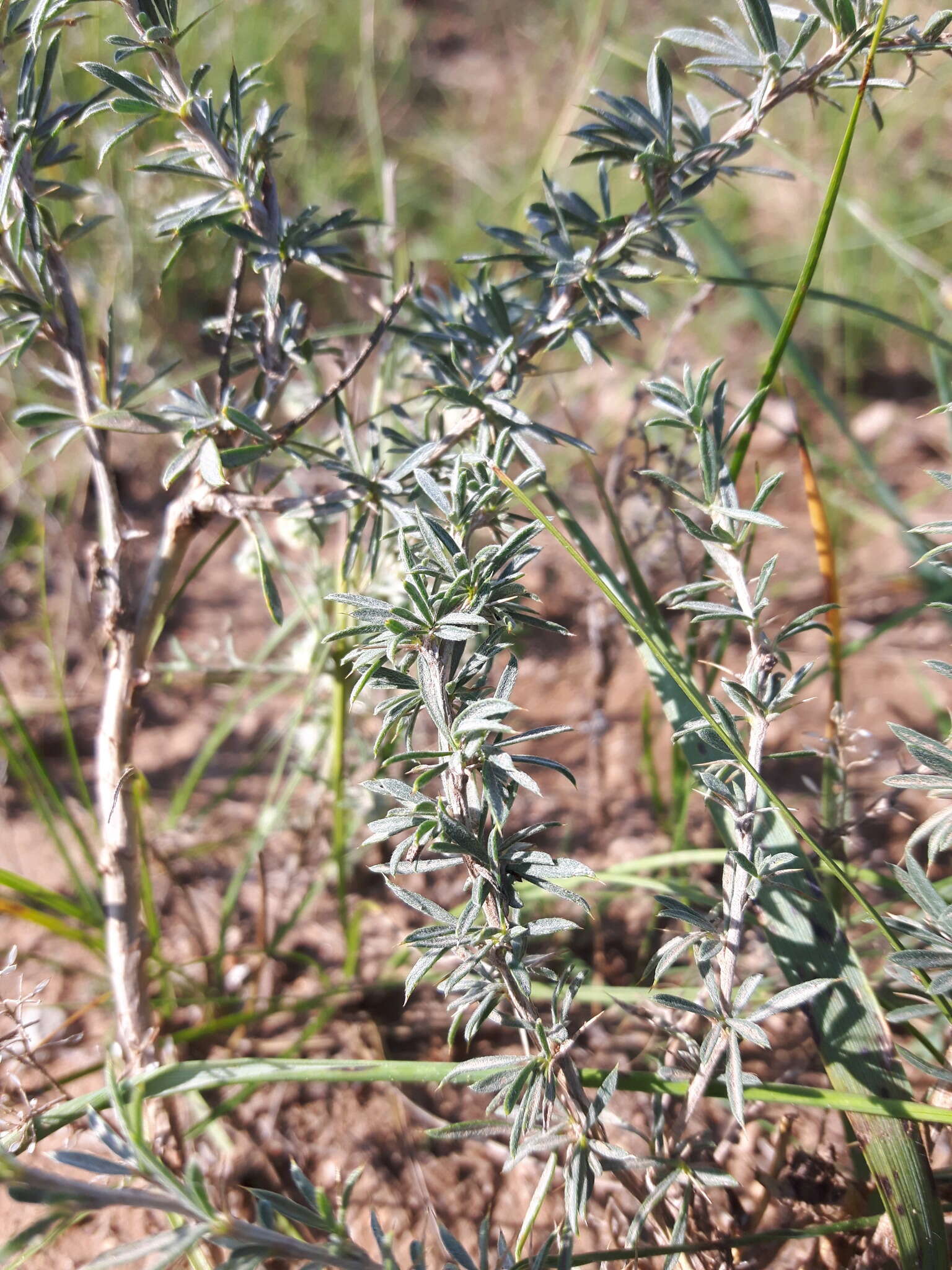 Image of Caragana stenophylla Pojark.