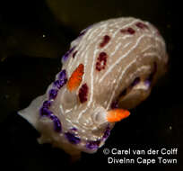 Image of Cape dorid