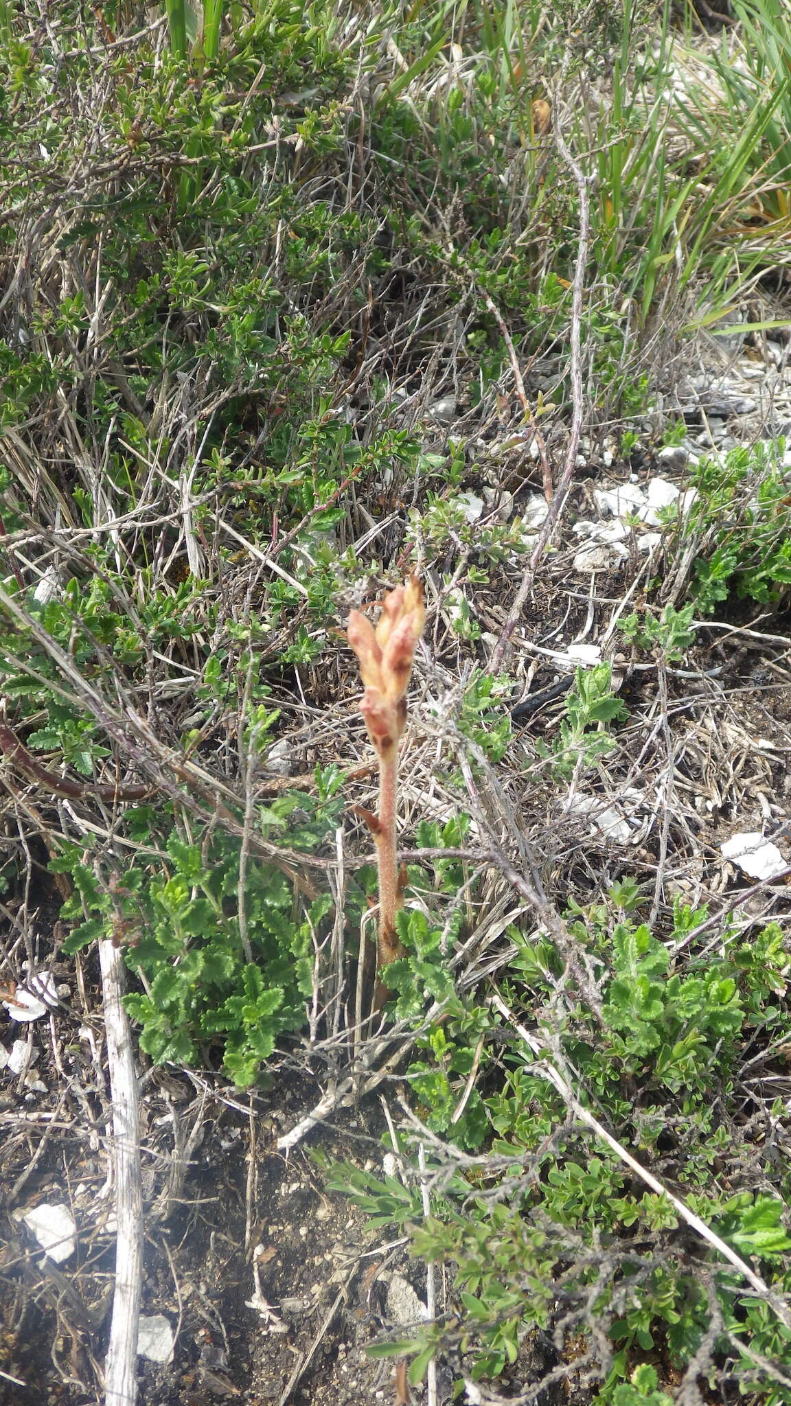 Imagem de Orobanche teucrii Holandre