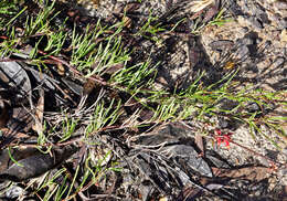 Image of Grevillea nudiflora Meissn.