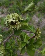 Image de Pavetta catophylla K. Schum.