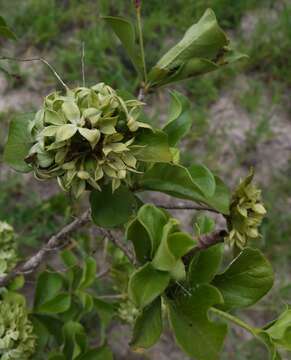 Image of Pavetta catophylla K. Schum.