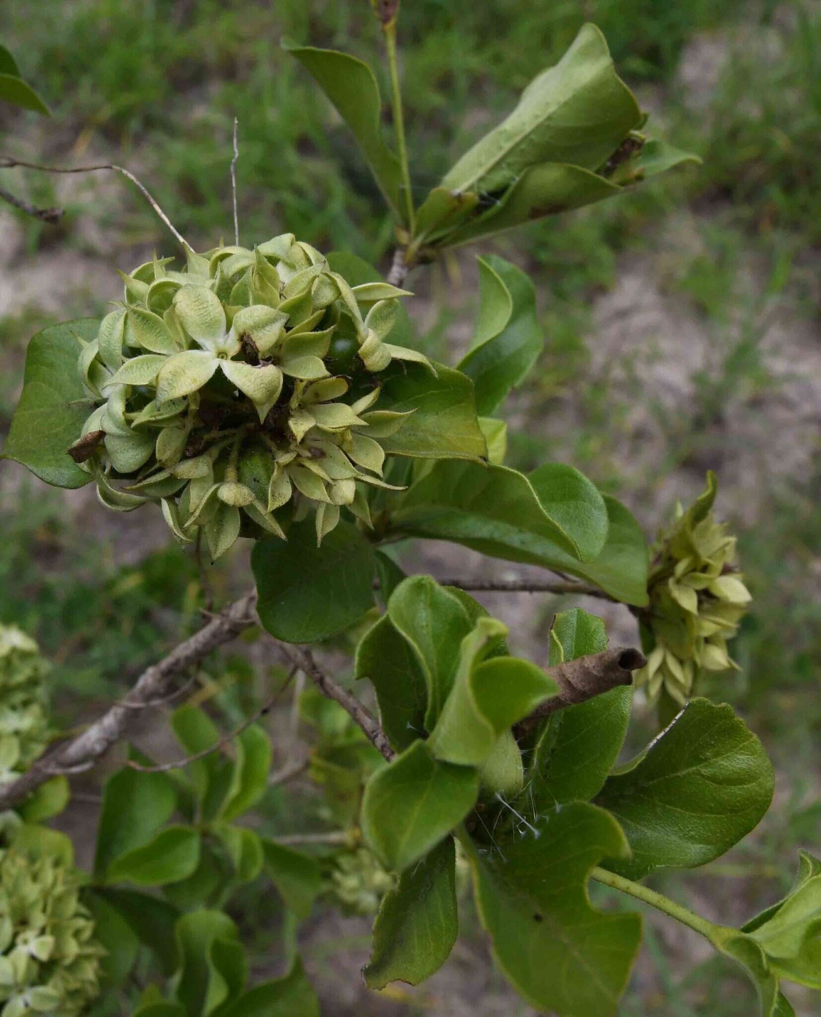 Image de Pavetta catophylla K. Schum.