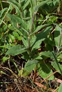 Imagem de Silene latifolia subsp. latifolia