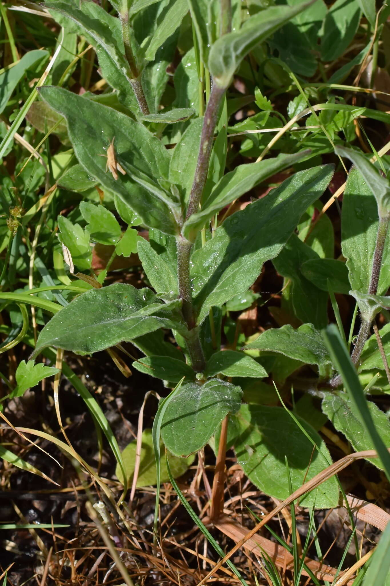 Imagem de Silene latifolia subsp. latifolia