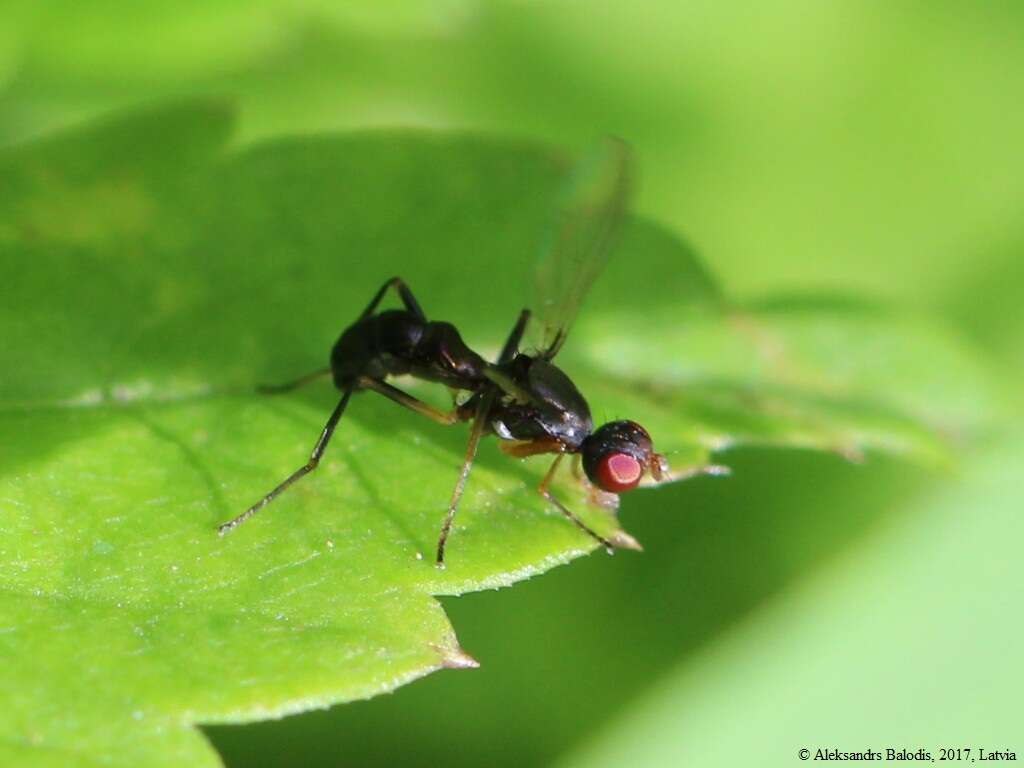 Nemopoda nitidula (Fallen 1820)的圖片