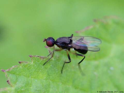 Nemopoda nitidula (Fallen 1820)的圖片