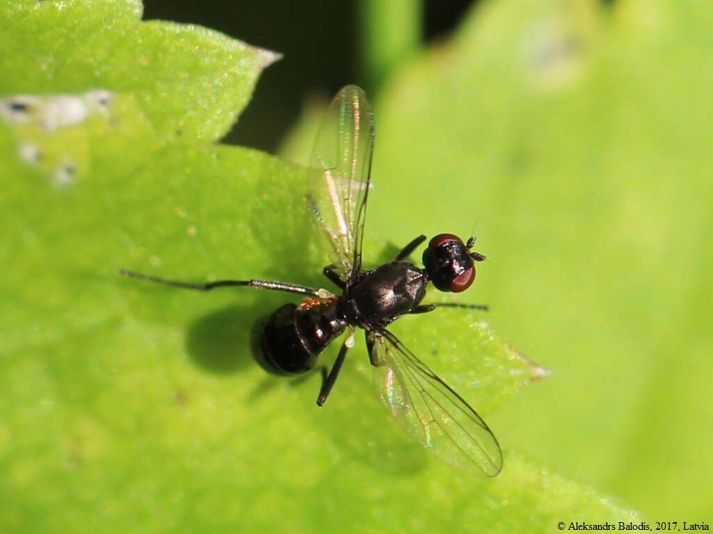 Nemopoda nitidula (Fallen 1820)的圖片