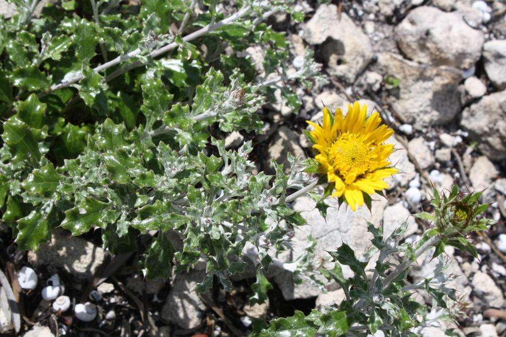 Image of Berkheya coriacea Harv.