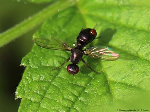 Nemopoda nitidula (Fallen 1820)的圖片