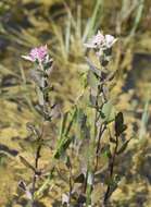 Image of Rosy Camphorweed