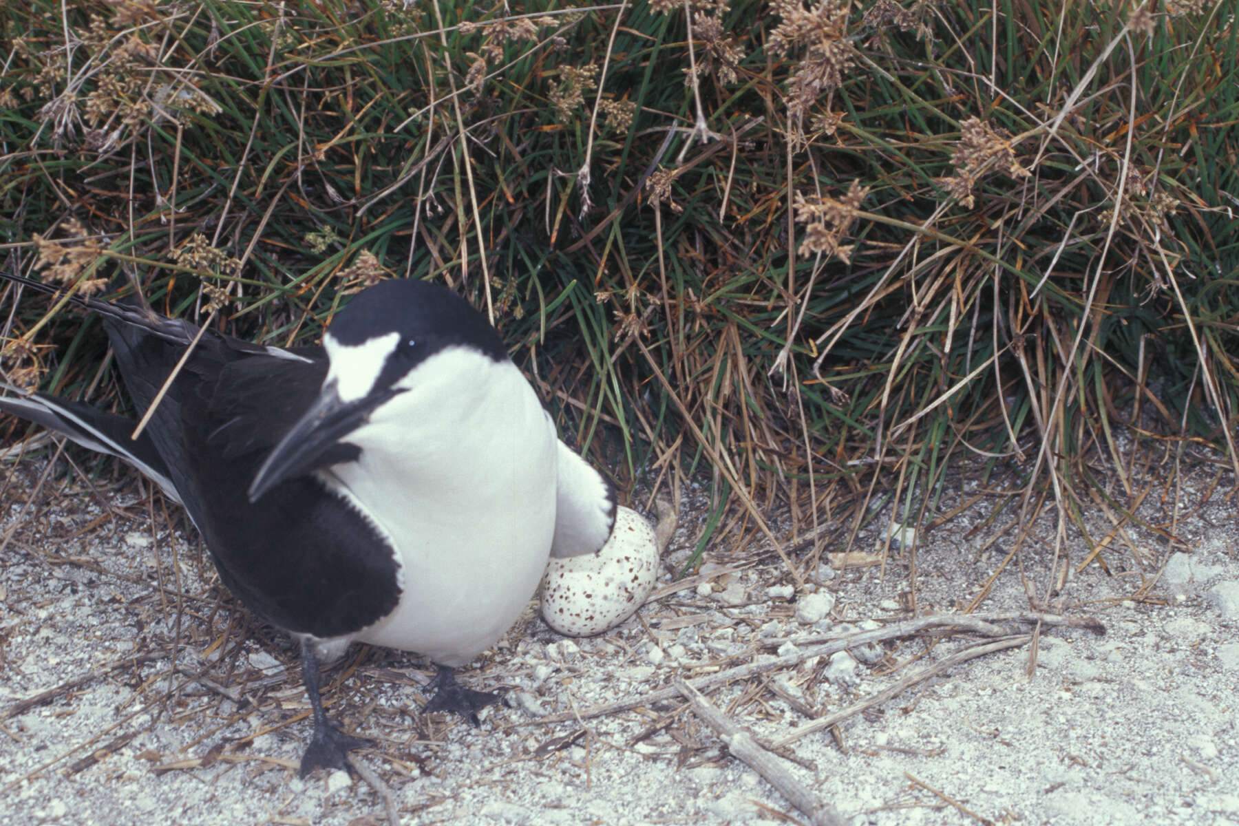 Image of Sooty Tern